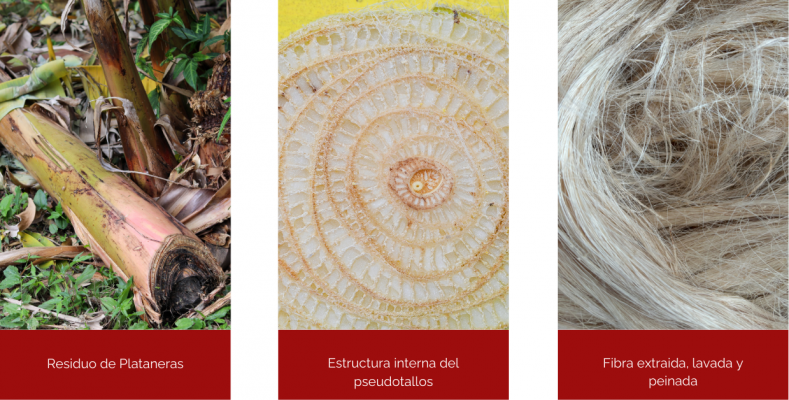 fibras naturales del tallo de las plataneras canarias